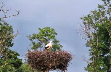 Agroturystyka Bocianie Gniazdo - Foto 26