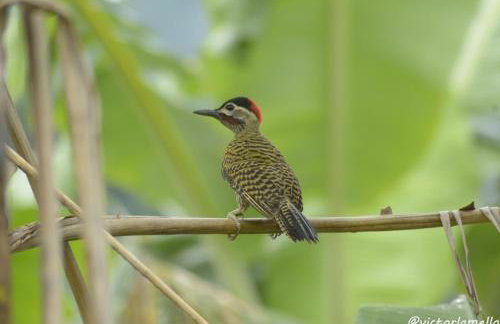 A Casinha Lumiar - Foto 36