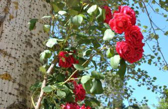 Casa Rural Ruiz Hernando - Foto 18