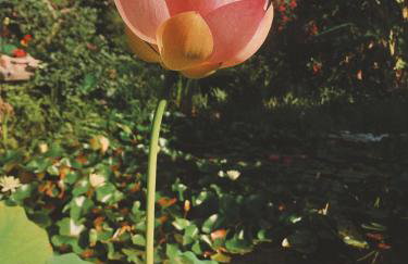 The Artist's Farm - Foto 64