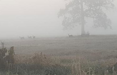 Zdalnie z Lasu - Siedlisko w Puszczy Białowieskiej - Foto 41