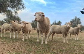 Quinta da Tapada de São Pedro - Foto 65