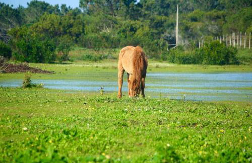 Herdade Monte Do Sol - Foto 32
