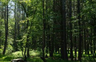 Luxe Modern Cabin with Pond, Fire Pit, Hiking, near Bethel Woods - Foto 29