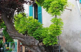 The garden of history - Foto 23