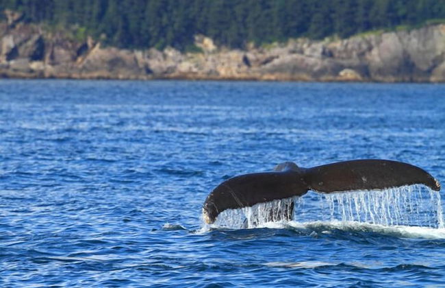 Alaska Adventure Unlimited Chalets - Foto 21