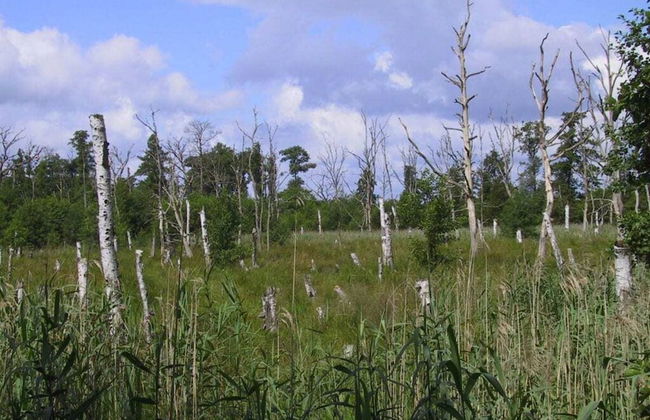 Schroder at the Aerie - Foto 8