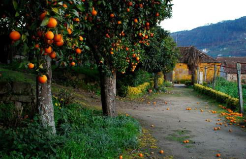 Douro Valley-Casa do Vimieiro - Foto 13