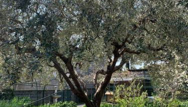 Resort Villa Rosa Maria - Foto 4