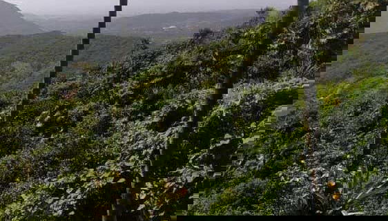 Belvédère depuis la montagne de Tacarigua