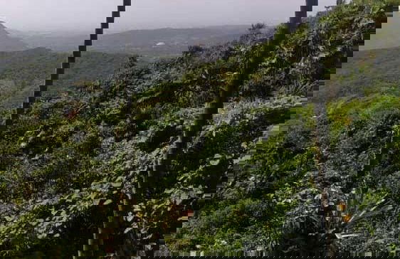 Tacarigua Hike + Lunch on Zaragoza Beach - Photo 2