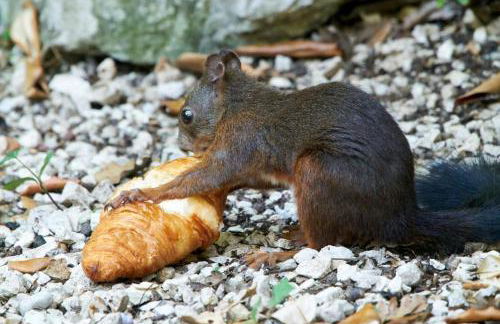 "The Oak’s Villa" Poolspa Nature - Foto 39