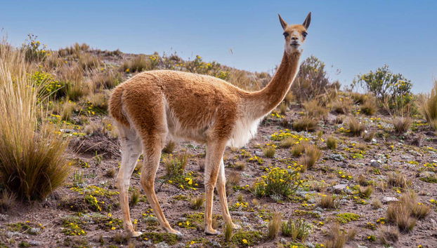 Hiking the Chimborazo Volcano - Photo 5
