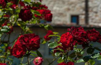 Agriturismo Azienda Agricola il Pozzo - Foto 32