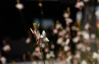 Villa Monster - Foto 14