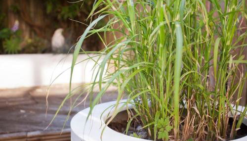 Walking distance to racecourse and city centre - Foto 4