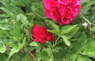 Augsburg-Bergheim E. - Foto 19