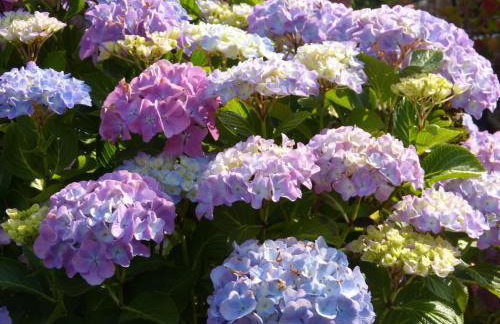 Casa dei Fiori - Foto 14