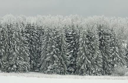 Ferienhaus Kirschblüte - Foto 46