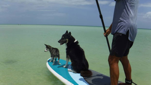 Remando com os cachorros