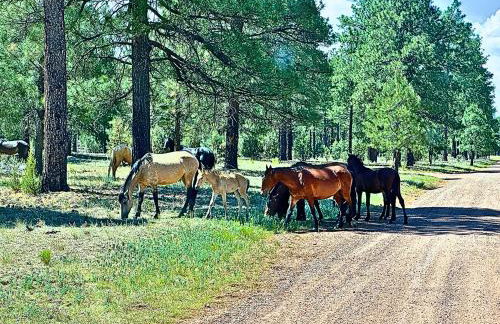 Forest edge, wild mustangs nearby, balcony views By Vacation Your Way - Foto 1