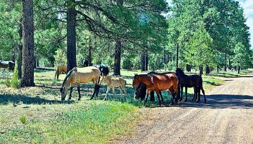 Forest edge, wild mustangs nearby, balcony views By Vacation Your Way - Foto 1