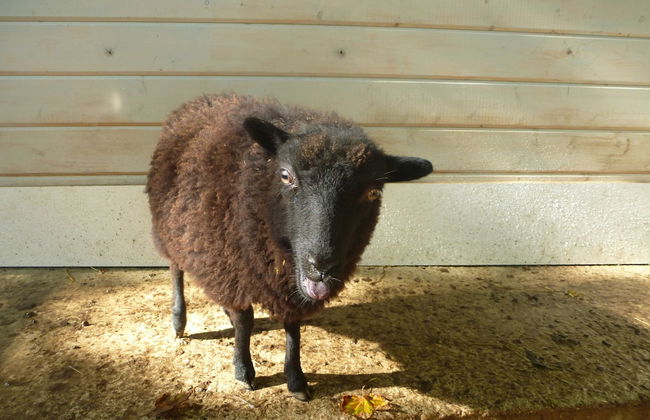 Les Cabanes de Warincthun - Foto 74