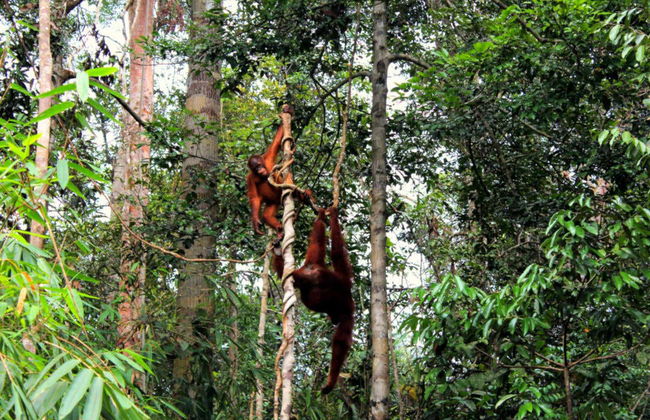 Semenggoh Wildlife Centre + Sanctuaire de crocodiles - Photo 3