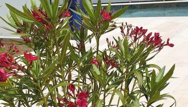 Casa Osimos Portet 450 m - Photo 4, Garden