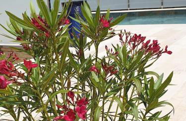 Casa Osimos Portet 450 m - Photo 4