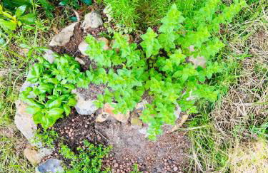 Treasure of Perche-Gouët in a village house! - Foto 6