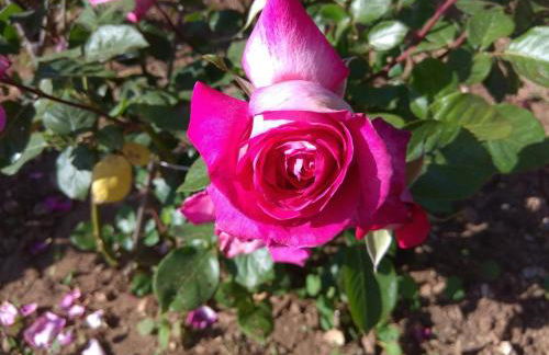 PALACE Mountain view - Foto 18