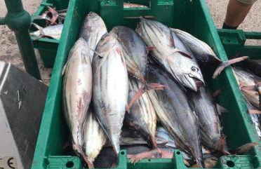 Harbour House - Photo 23