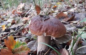 Fewo Abendsonne - Foto 42