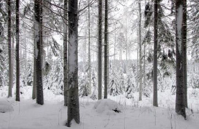 Metsäpirtti - Foto 18