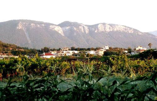 The Citrus House - Foto 45