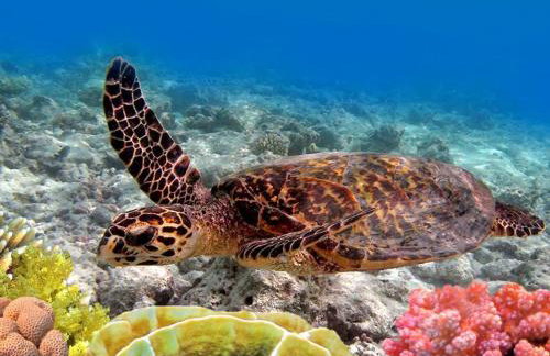 Kuleana 613 1 Bdrm 1 Bedroom Condo by RedAwning - Foto 76