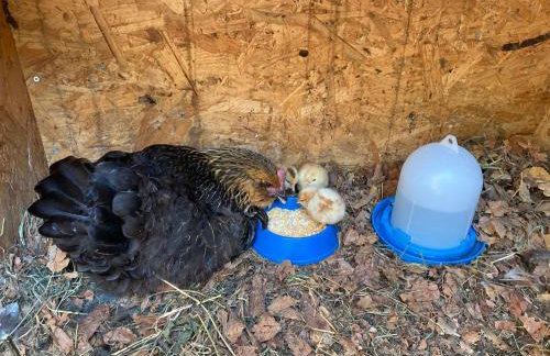 Ferienwohnung an der Zschopau - Photo 28