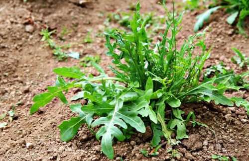 Agriturismo Il Raduno - Foto 110