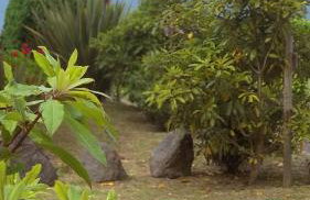 Faial Cottage - Photo 19