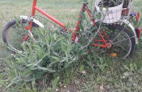 Sommerfrische - Foto 7