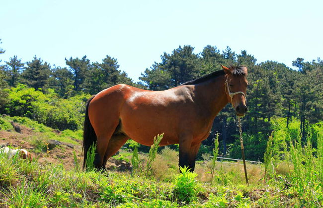 Paseo a caballo por la bahía de Agua Fresca - Foto 7