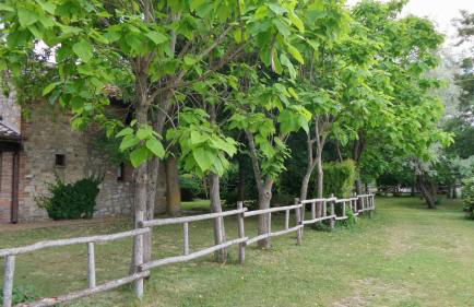 Aradia Casa a Tema Celtico Magico Naturalistico del Casale LaBandita - Foto 14
