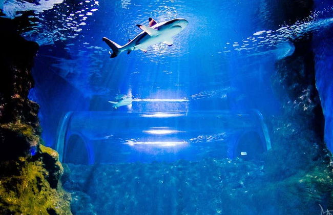 Biglietti per l'Aquarium di Costa Teguise - Foto 8