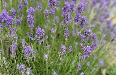 Galloway Farmstay Claunch - Foto 22