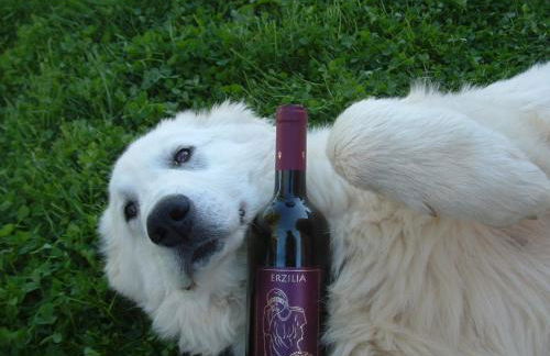 Agriturismo Pian dei Pini - Foto 22