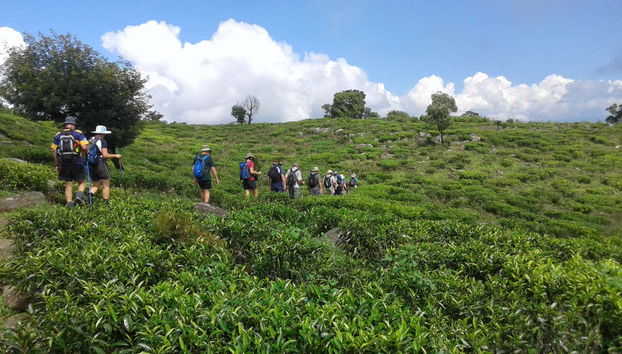 Senderismo por una plantación de té