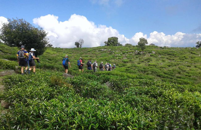 Senderismo hasta una plantación de té de Haputale - Foto 2