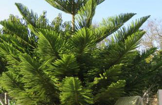 Casa do Quintalão - Foto 55