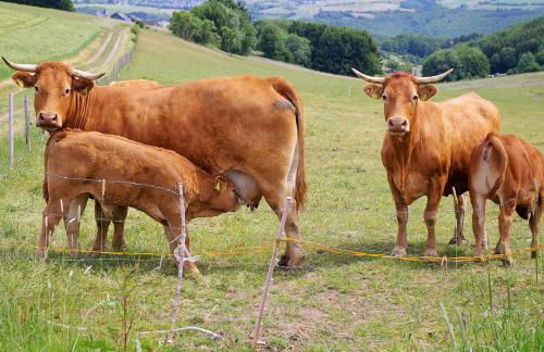 fewogriebelschied - Foto 39